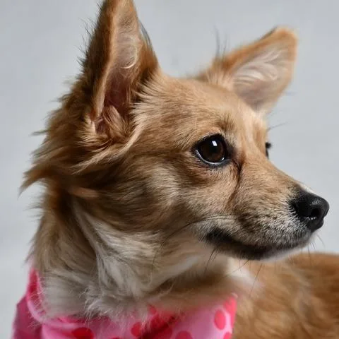 A young small-sized female Golden Chihuahua dog named Haven for adoption in Johnson City, TN