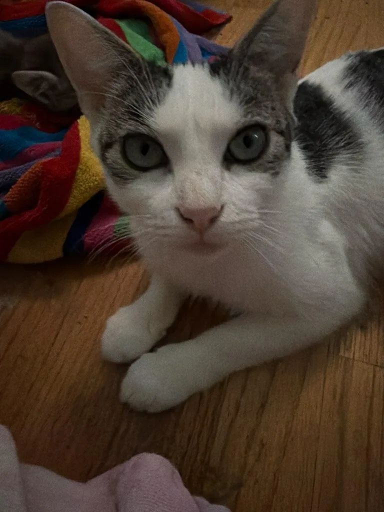 A young medium-sized female Gray & White Domestic Short Hair cat named Cora for adoption in East Hartford , CT