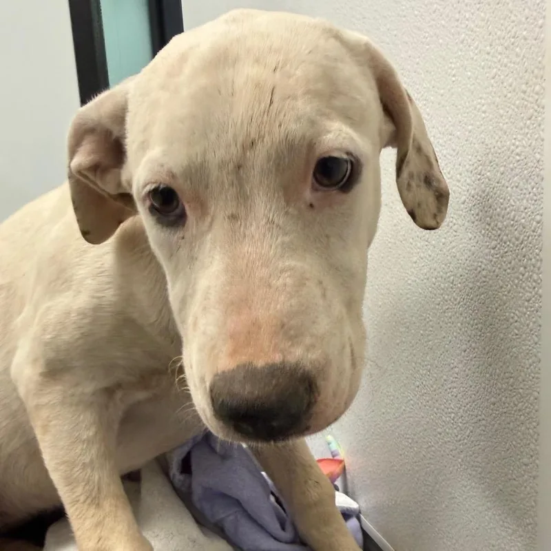 A baby medium-sized female White / Cream Mixed Breed dog named Blanche for adoption in Abilene, TX