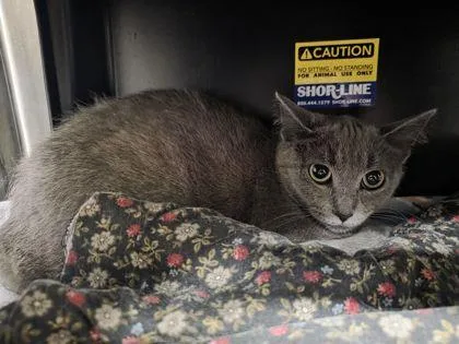 An adult small-sized female Domestic Short Hair cat named Solstice for adoption in Shawano, WI