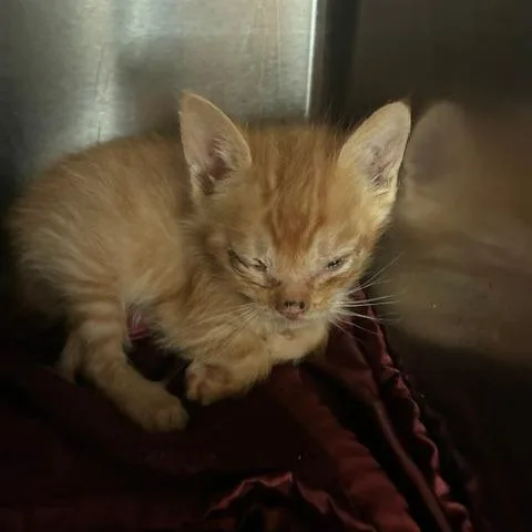 A baby small-sized male Orange / Red Domestic Short Hair cat named Kuin for adoption in Los Angeles, CA
