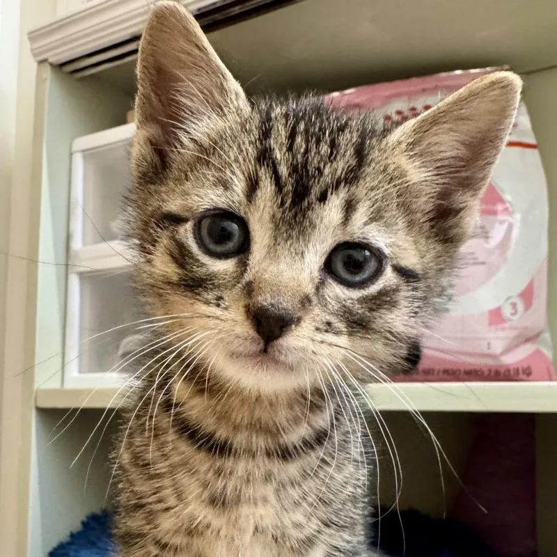 Chicken Dance thumbnail 2