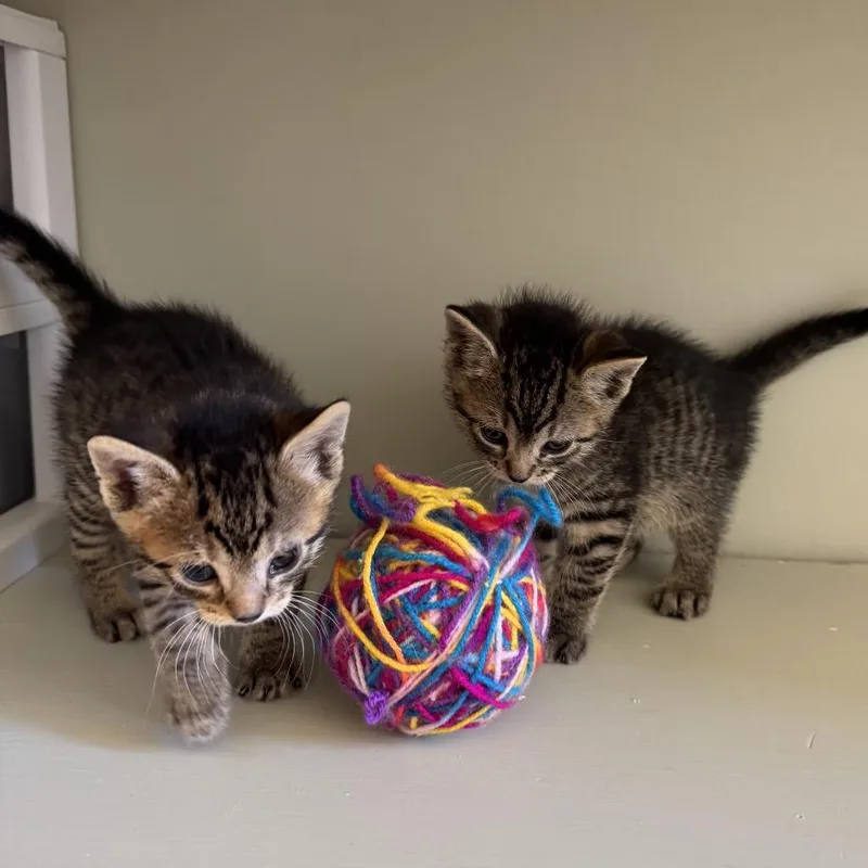 Chicken Dance thumbnail 4