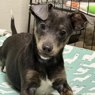A baby small-sized male Chihuahua dog named Ford for adoption in Worcester, MA