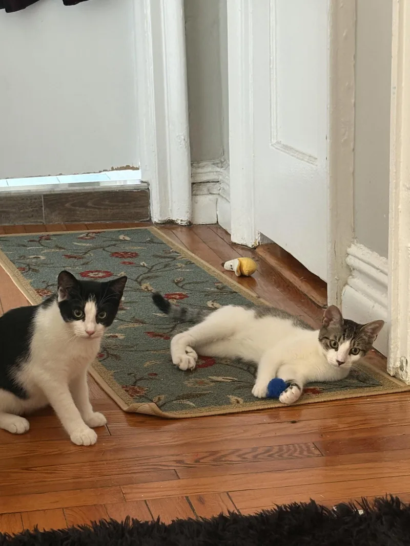 A baby medium-sized male Domestic Short Hair cat named Suki & Sokka for adoption in Brooklyn, NY