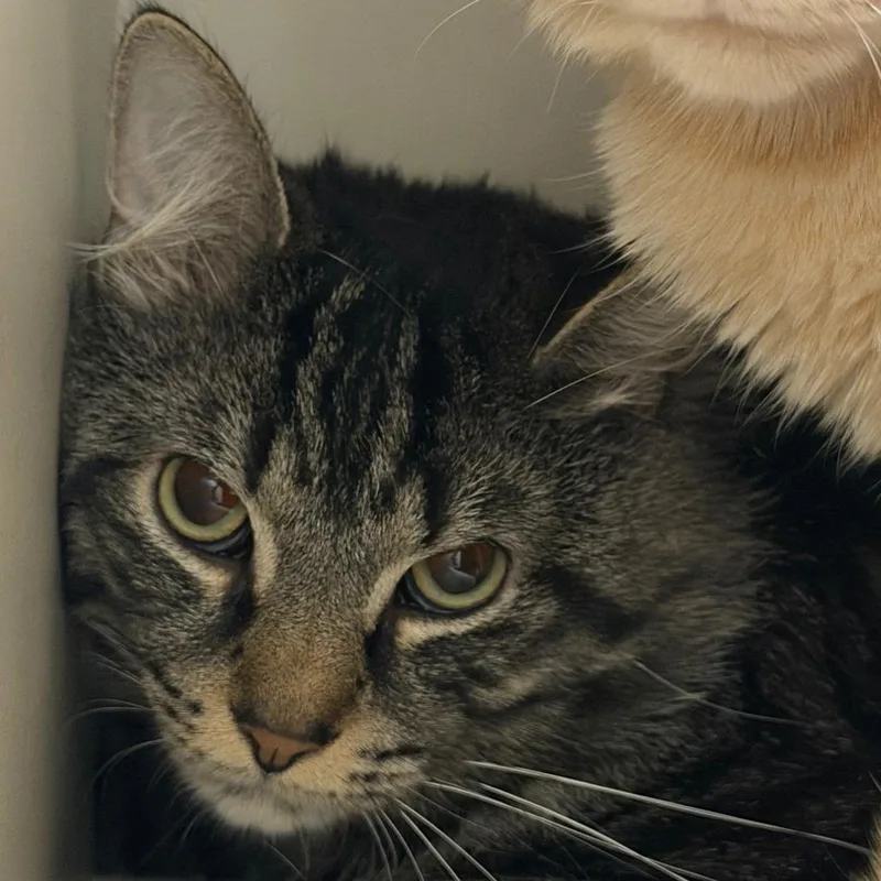 A young large-sized male Domestic Short Hair cat named Pumba for adoption in Fairport, NY