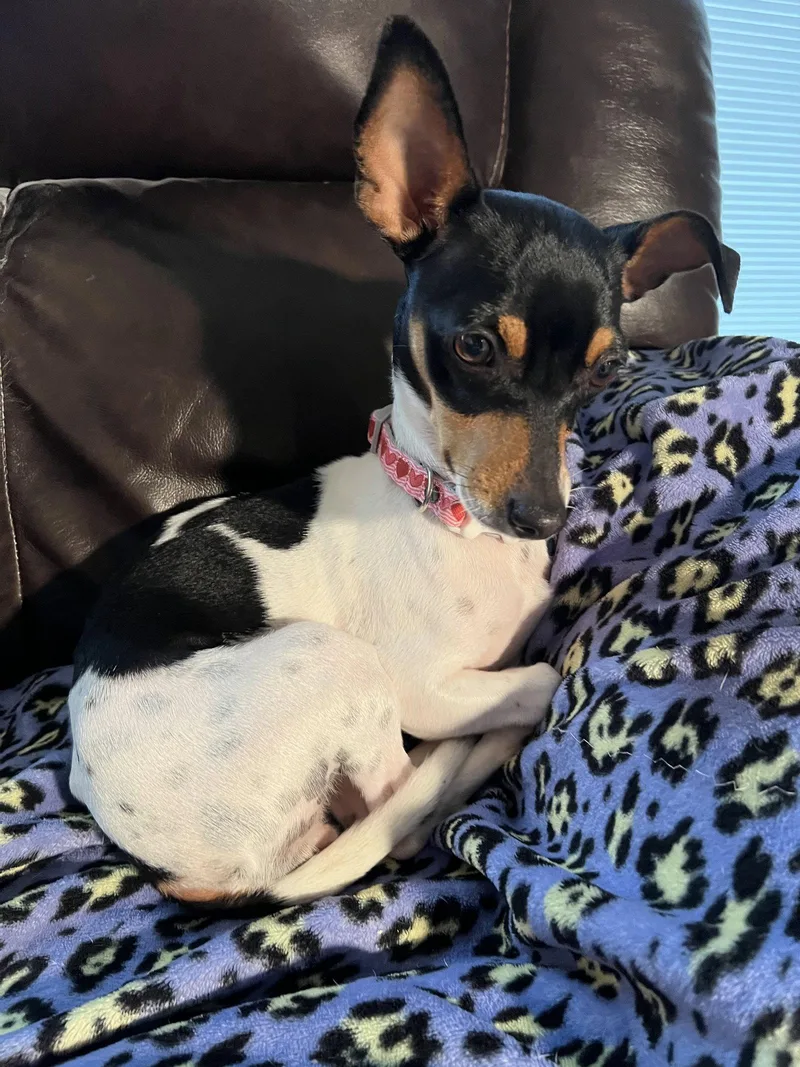 A young medium-sized female Dachshund dog named Annie for adoption in Pearland, TX