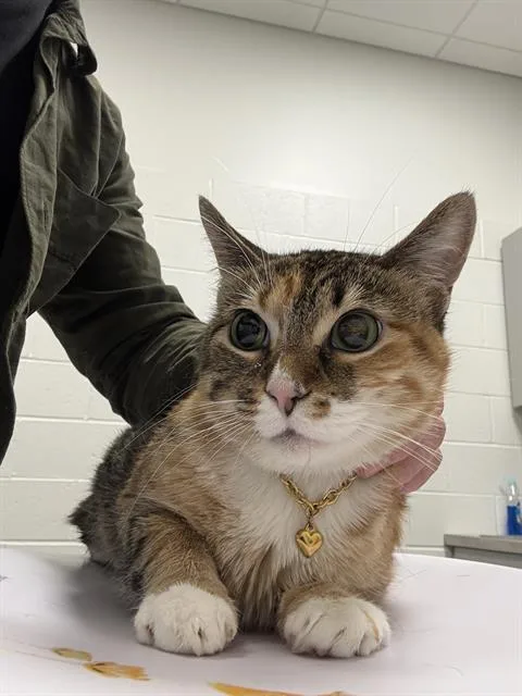An adult small-sized female Domestic Short Hair cat named Bubbles for adoption in Indianapolis, IN