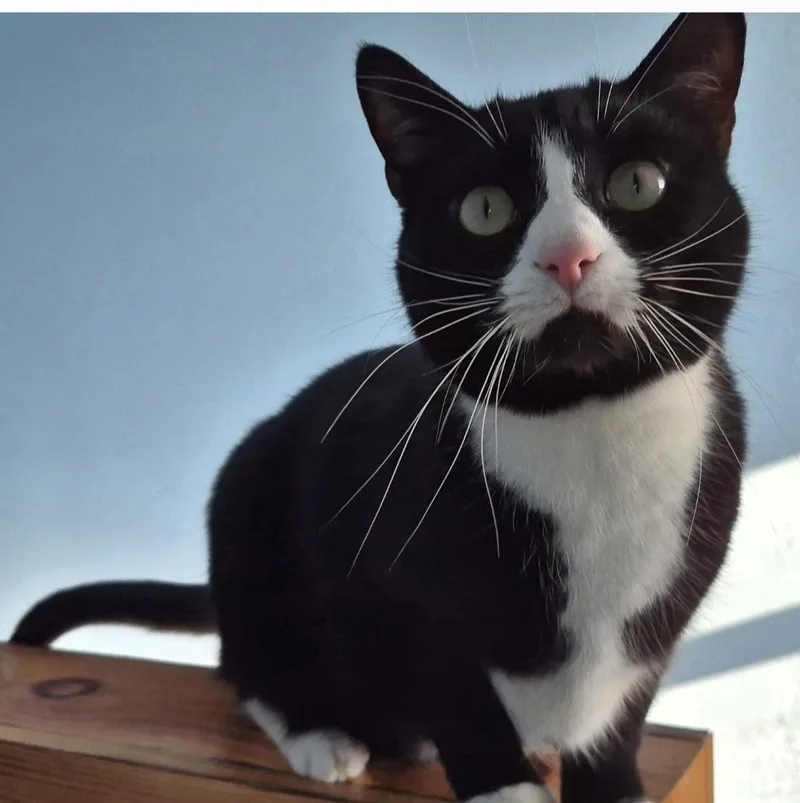 Josie Ii thumbnail 2