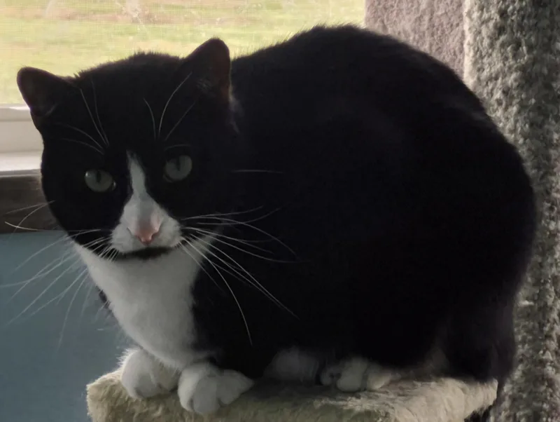 Josie Ii thumbnail 3