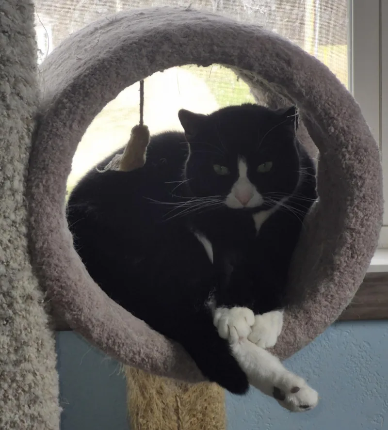 Josie Ii thumbnail 4