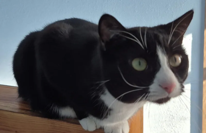 Josie Ii thumbnail 5