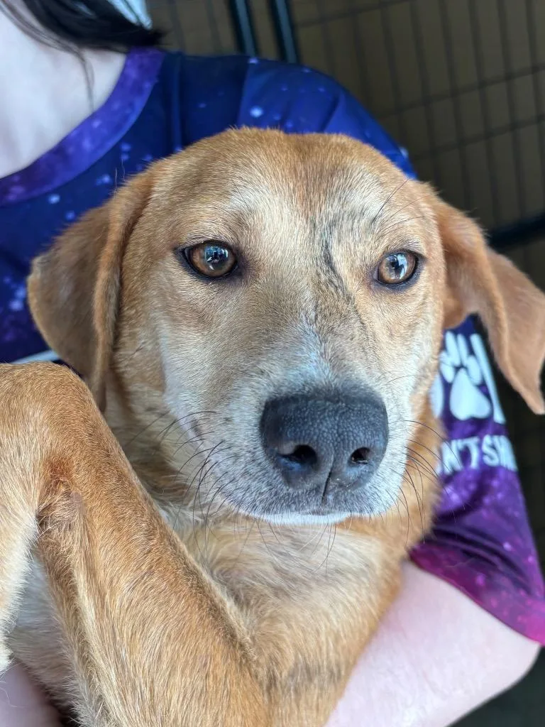 A young medium-sized male Apricot / Beige Hound dog named Moe for adoption in Ruston, LA