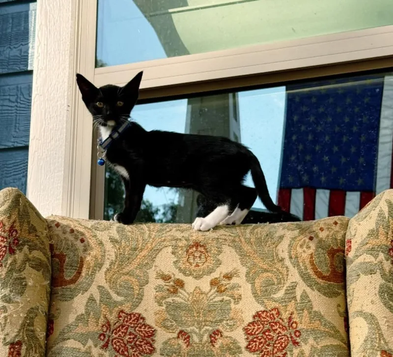 A baby small-sized female American Shorthair cat named Hudson for adoption in Glen Rose, TX