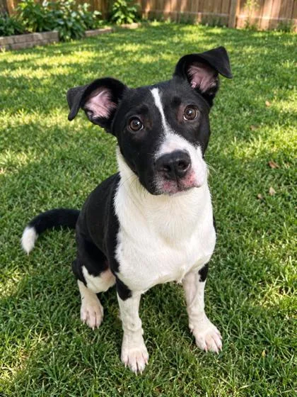 A young medium-sized male Fox Terrier dog named Jack Jack for adoption in Jackson, GA