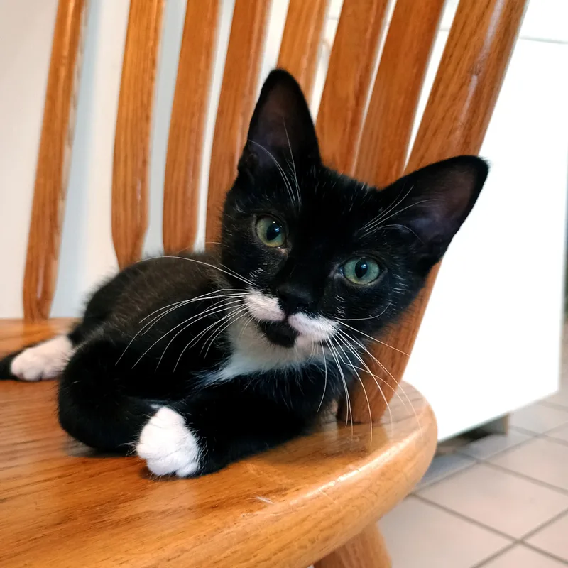 A baby medium-sized male Domestic Short Hair cat named Pee Wee for adoption in Apex, NC