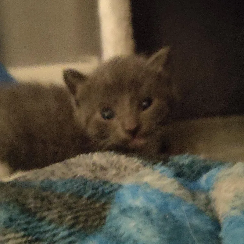 A baby small-sized female Gray / Blue / Silver American Shorthair cat named Pippa for adoption in Silver Spring, MD