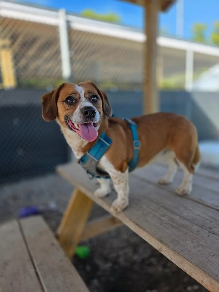 A young medium-sized male Beagle dog named Dexter for adoption in Sprakers, NY