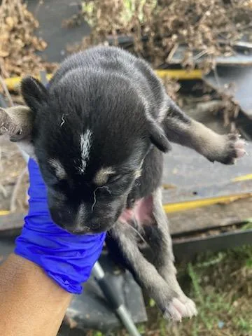 A baby medium-sized male Husky dog named 3 for adoption in Dallas, TX