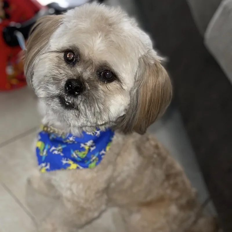 An adult small-sized male Shih Tzu dog named Zeus for adoption in Boca Raton, FL