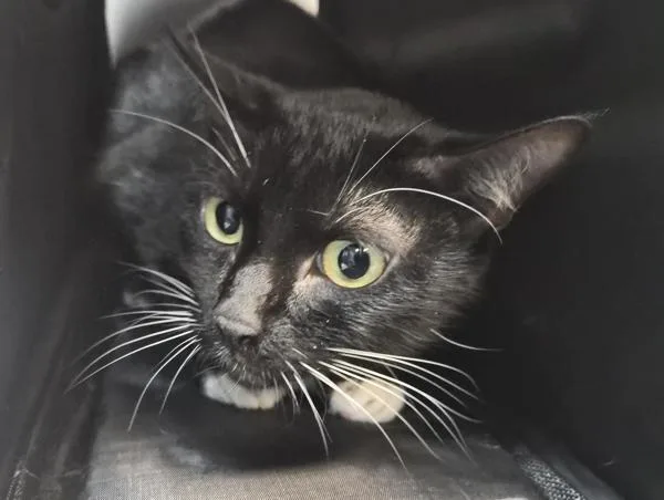 An adult medium-sized female Domestic Short Hair cat named Cleopatra for adoption in New York, NY