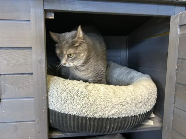 An adult medium-sized female Dilute Calico Domestic Short Hair cat named Aida for adoption in Racine, WI
