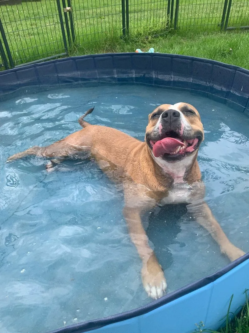 A young medium-sized female Pit Bull Terrier dog named Shannon for adoption in Bethesda, MD