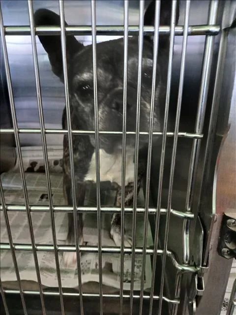 An adult medium-sized female French Bulldog dog named Camila for adoption in Los Angeles, CA