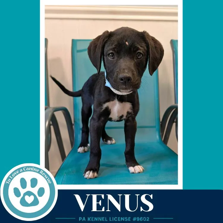 A baby medium-sized female Tricolor (Brown, Black, & White) Labrador Retriever dog named Venus for adoption in Kimberton, PA