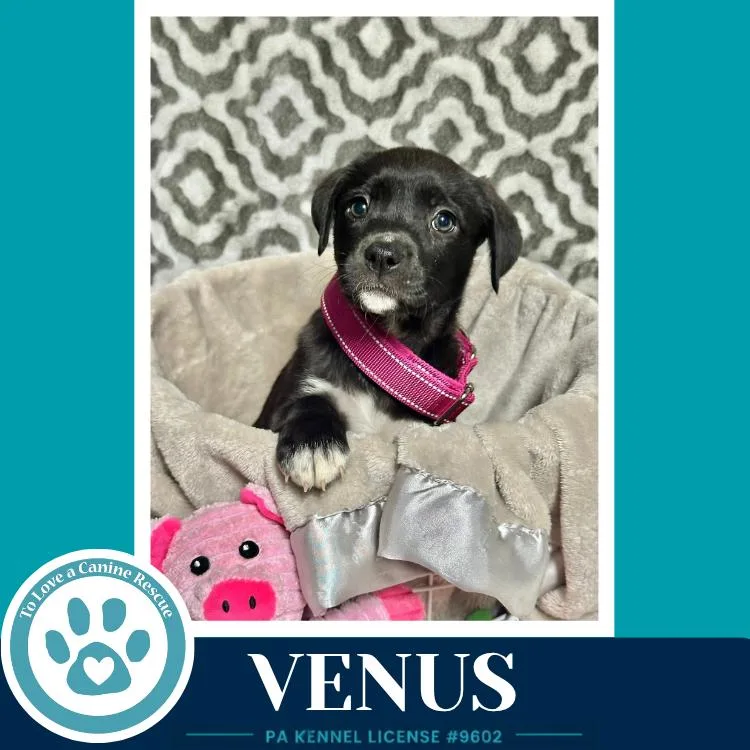 Venus thumbnail 2