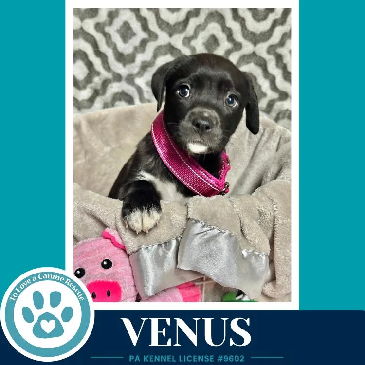 Venus thumbnail 3