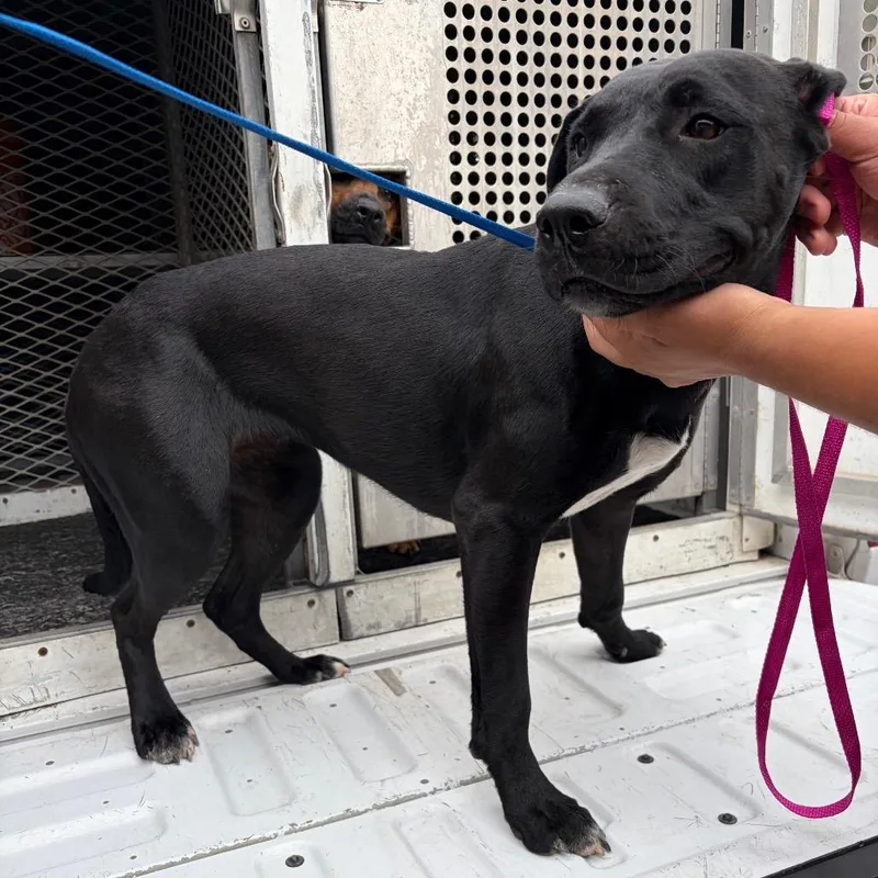 An adult medium-sized female Black Shepherd dog named Mara Jade for adoption in Edinburg, TX