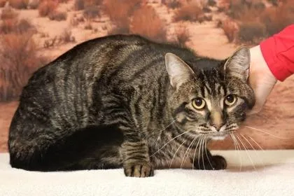 A baby small-sized male Domestic Short Hair cat named Marlin for adoption in West Chester, PA