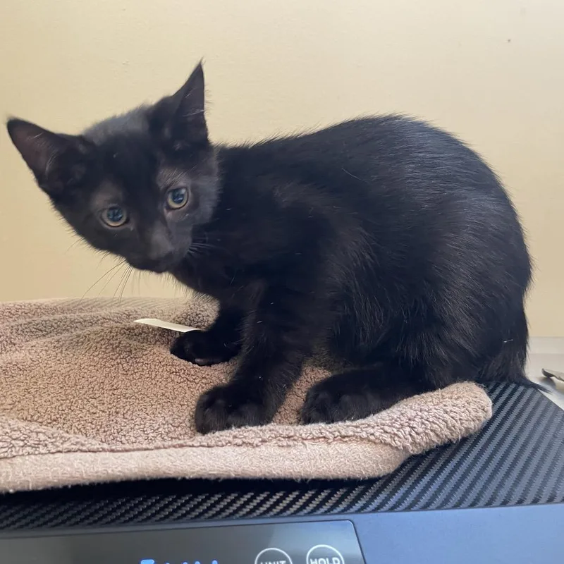 A baby small-sized male Black Domestic Short Hair cat named Prince Naveen for adoption in Pasadena, CA