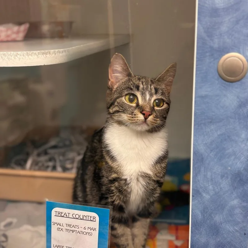 A young medium-sized female Brown / Chocolate Domestic Short Hair cat named Momma for adoption in Philadelphia, PA