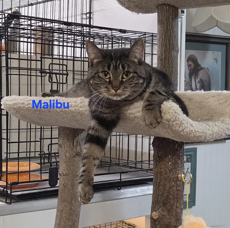 A young medium-sized female Tabby (Brown / Chocolate) Domestic Short Hair cat named Malibu for adoption in Whitewater, WI
