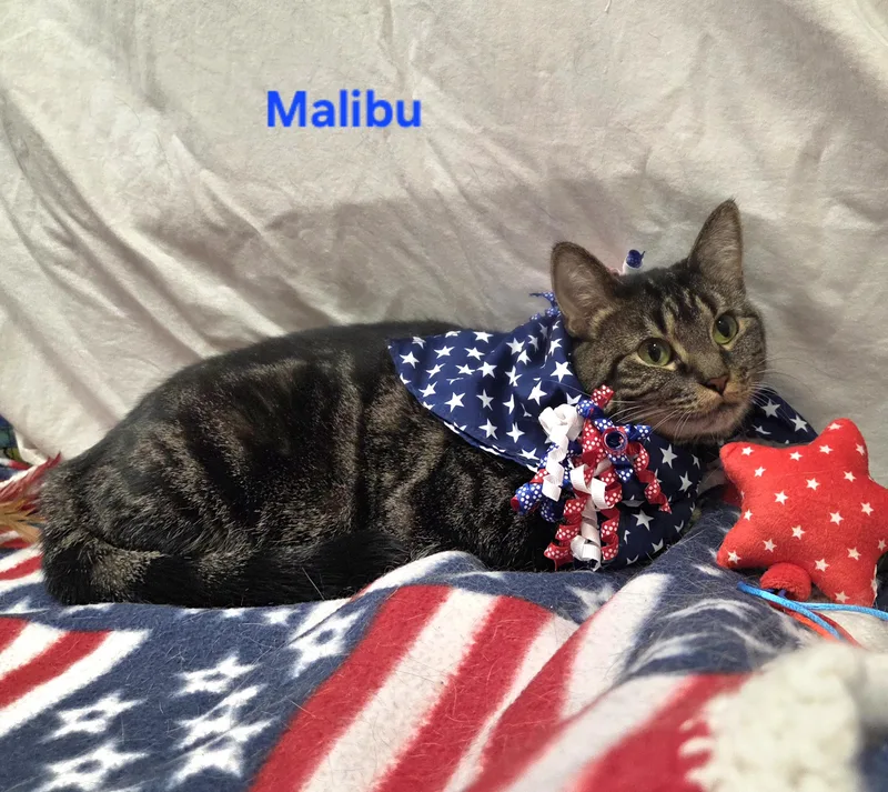 Malibu thumbnail 2