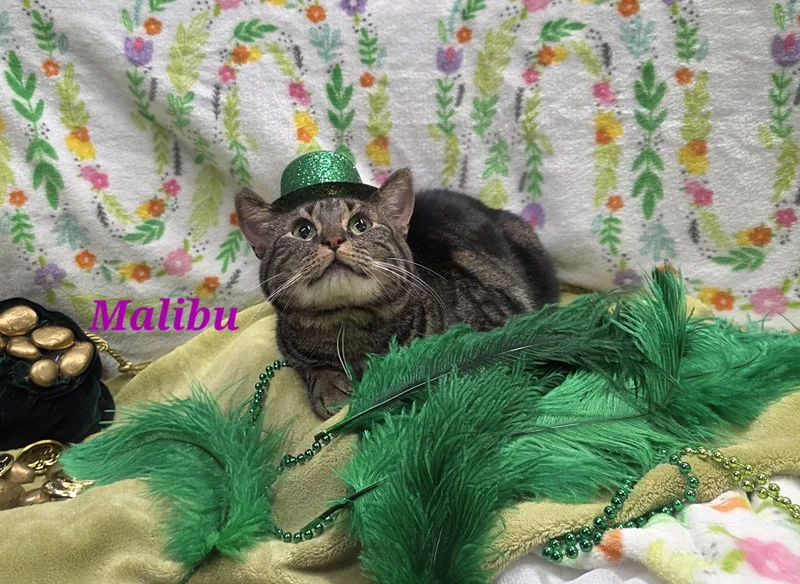 Malibu thumbnail 3