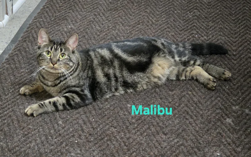 Malibu thumbnail 4