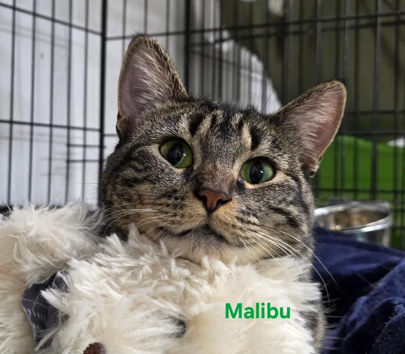 Malibu thumbnail 6