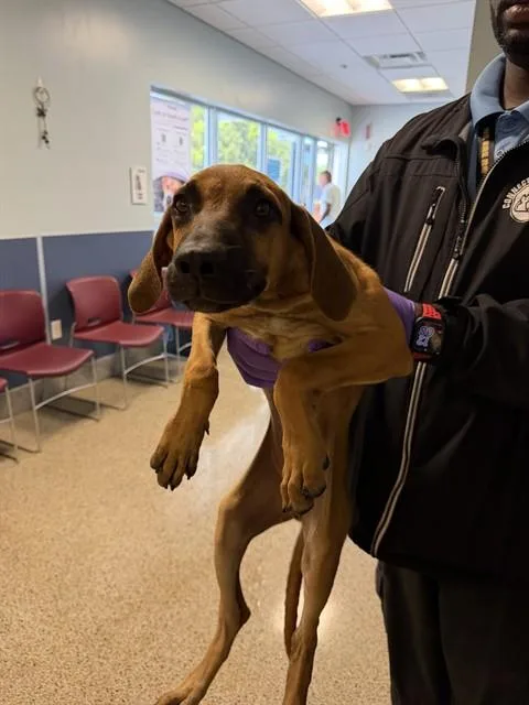 A baby small-sized male Redbone Coonhound dog named Anya for adoption in Miami, FL