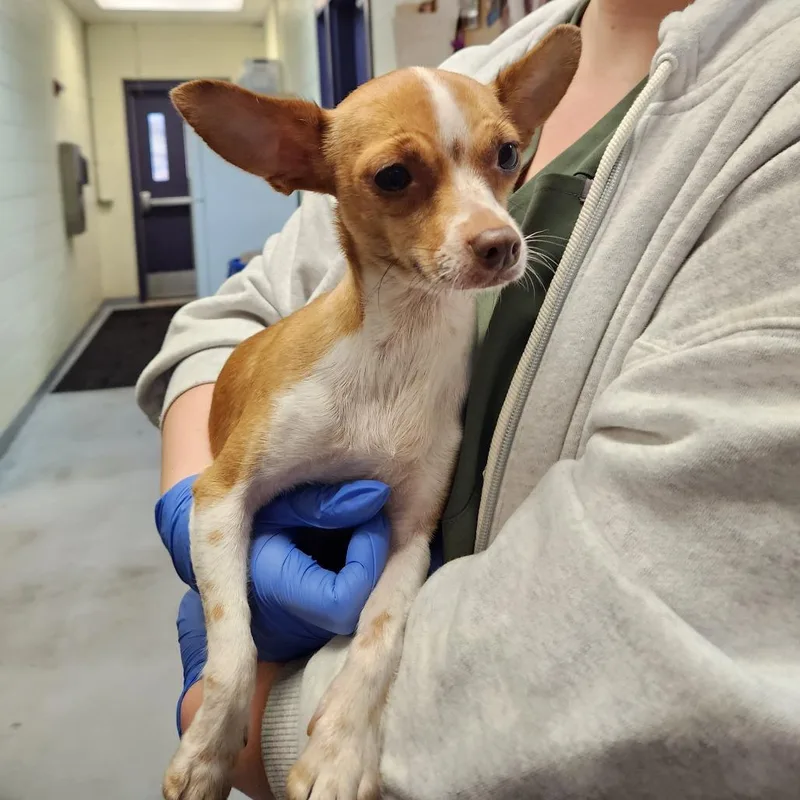 An adult small-sized female Yellow / Tan / Blond / Fawn Chihuahua dog named Spring Jubilee for adoption in Charlottesville, VA