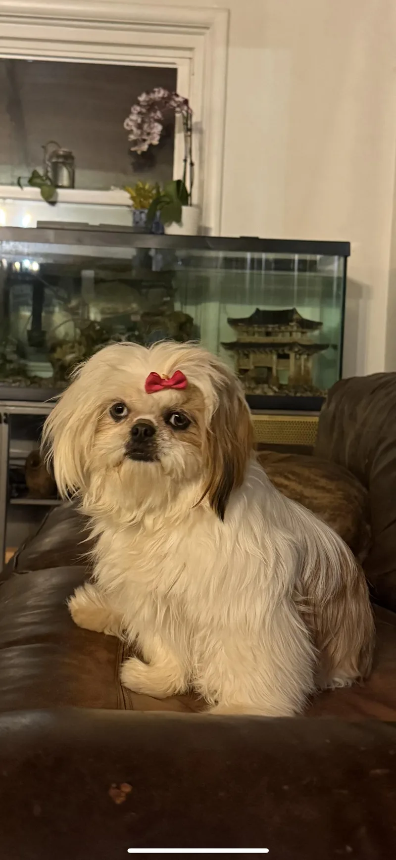 An adult small-sized female White / Cream Shih Tzu dog named Lilly And Archie for adoption in Lexington, NC