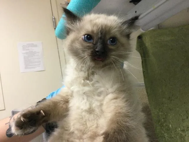 A baby small-sized female Domestic Medium Hair cat named Picante for adoption in Riverside, CA