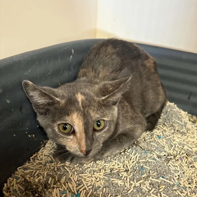 A baby small-sized female Tortoiseshell Domestic Short Hair cat named Millie Chino Hills for adoption in Chino Hills, CA
