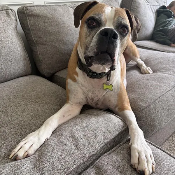An adult medium-sized male Boxer dog named Buddy for adoption in Des Moines, IA