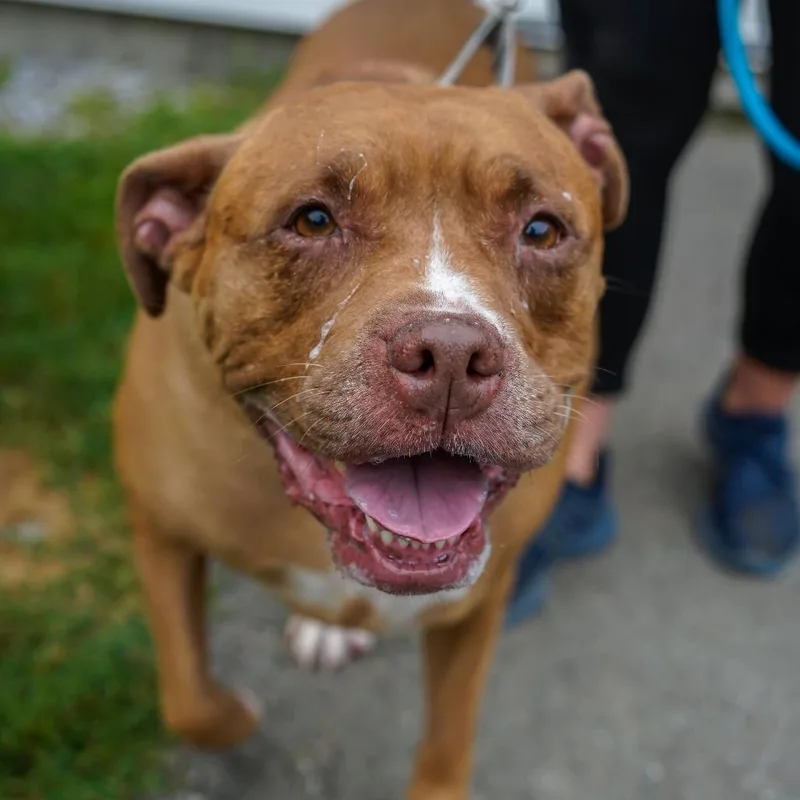 A senior large-sized female Pit Bull Terrier dog named Cali for adoption in Thomaston, ME