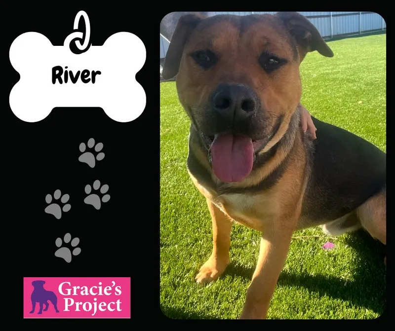 A young medium-sized male German Shepherd Dog dog named River for adoption in Canyon, TX