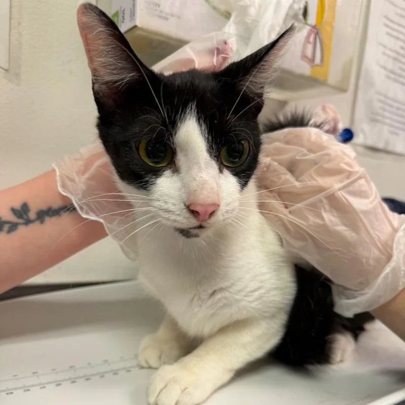 A young medium-sized female Black Domestic Medium Hair cat named Yinz for adoption in Charleston, WV