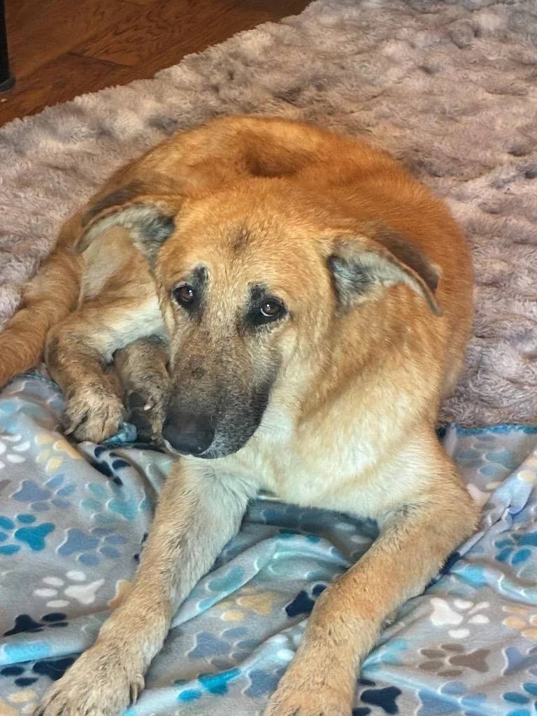A senior medium-sized male Shepherd dog named Milo for adoption in Heber City, UT